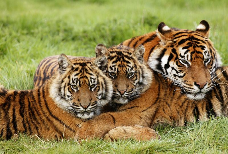 Protected Areas Offer Hope - But Only With Proper Management