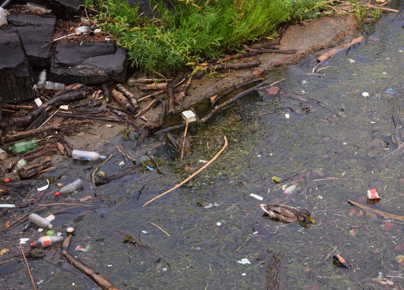 Trash Left Behind That Harms Wildlife