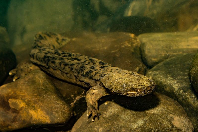 Salamander Havens Emerge In Mountain Streams