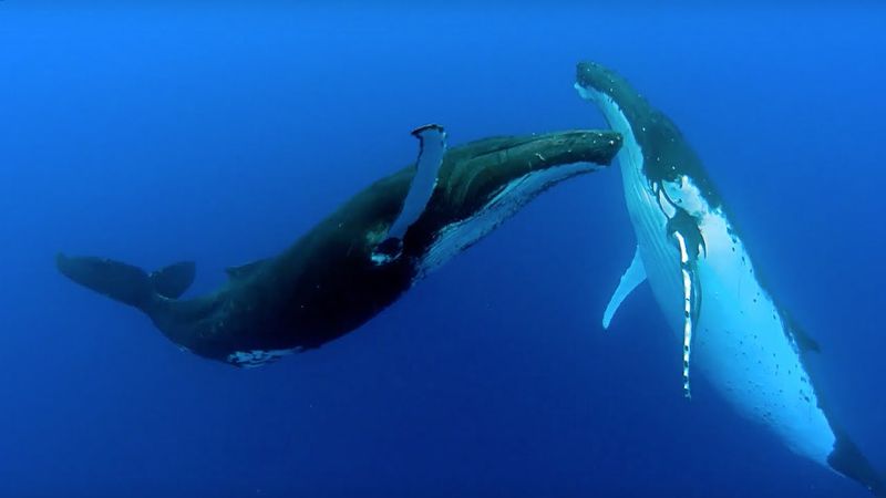 Used For Mating Displays
