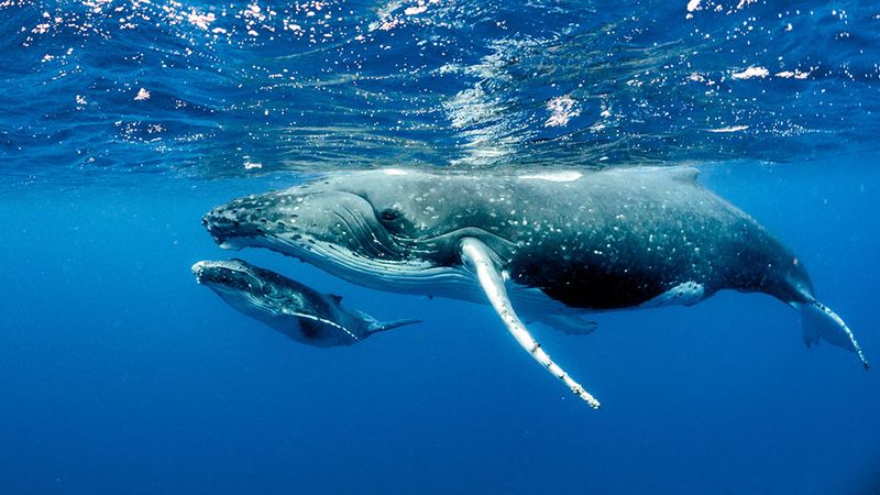 Communication Beneath The Waves
