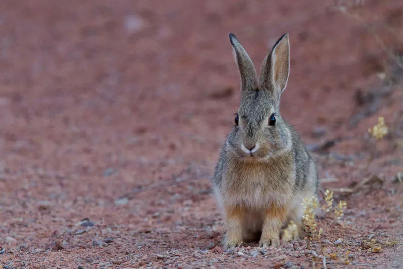 Racing Stripes: Desert Cottontail