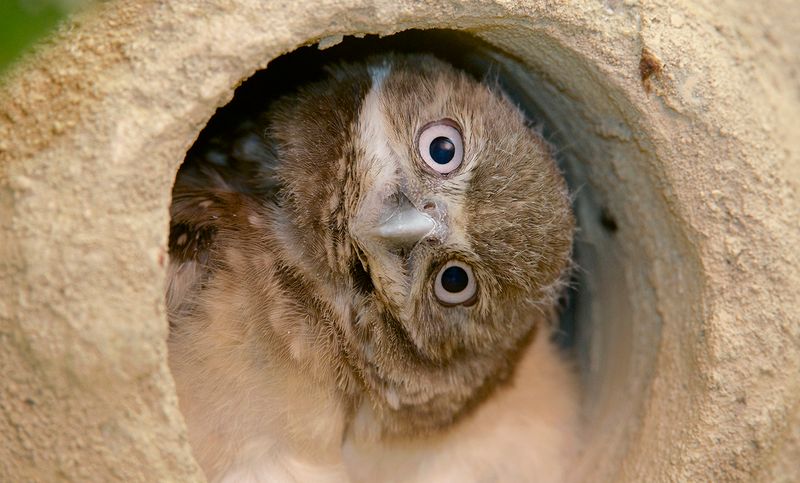 Burrowing Owls – The Underground Bird Neighbors