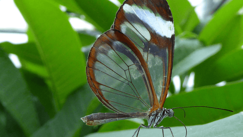 Tropical Cloud Forests Of Costa Rica