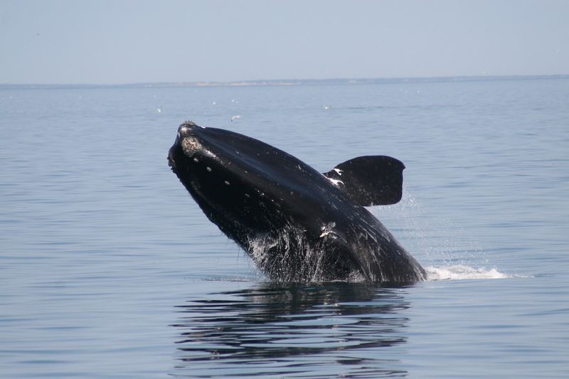 North Atlantic Right Whale – Giants On The Edge