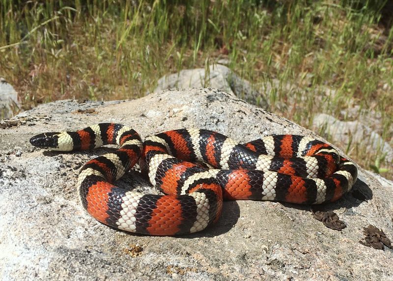 California Mountain Kingsnake – The Triple Impersonator