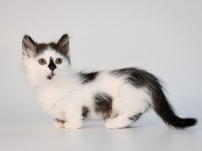 Adorable Munchkin Bicolor