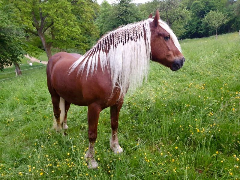 Black Forest Horse's Flaxen Chocolate