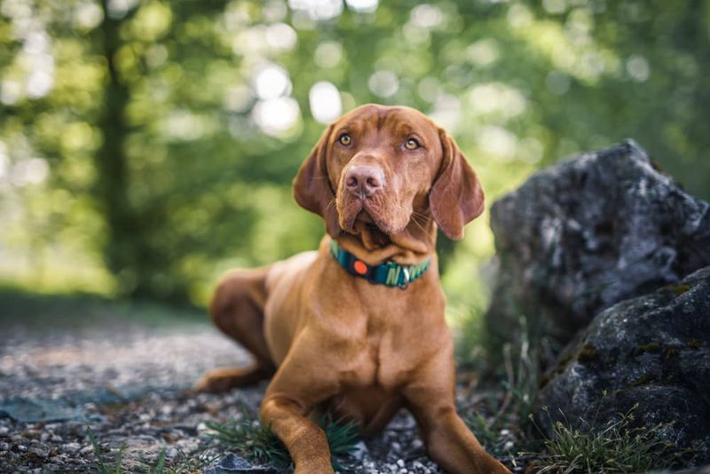 Velcro Vizslas