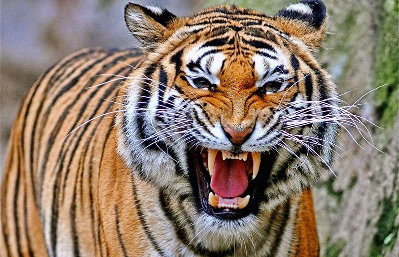 India – Where Tigers And Cobras Roam Free