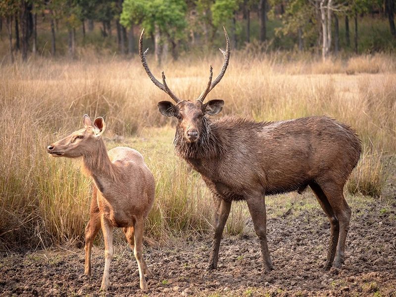 Brazil's Atlantic Forest Fragments