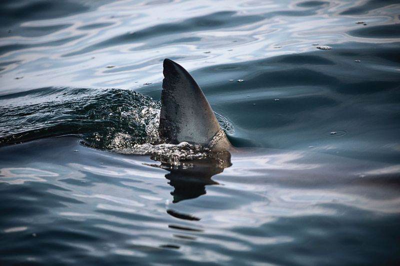 Volusia County's Shark-Filled Waters