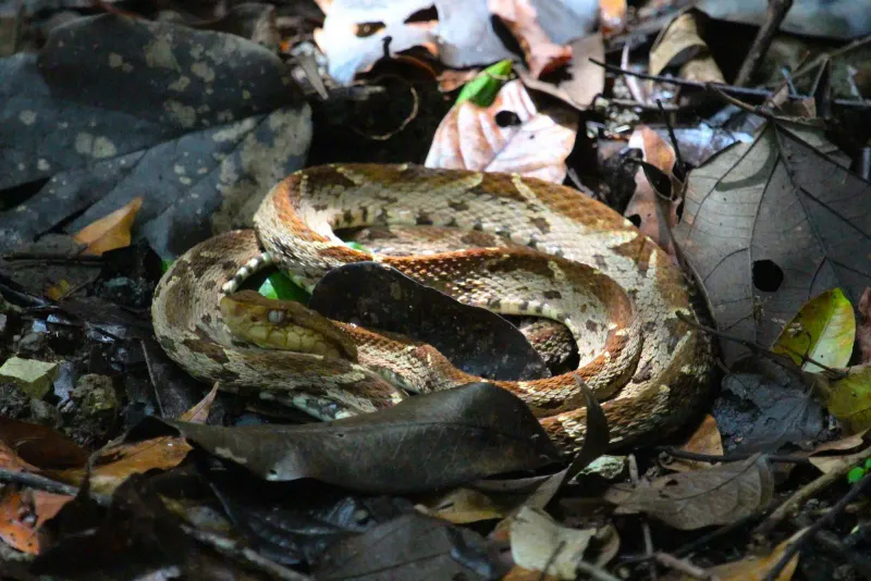 South America: Fer-De-Lance