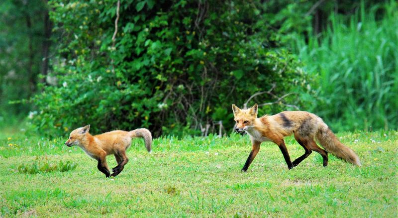 Virginia's Forest Edge Foxes