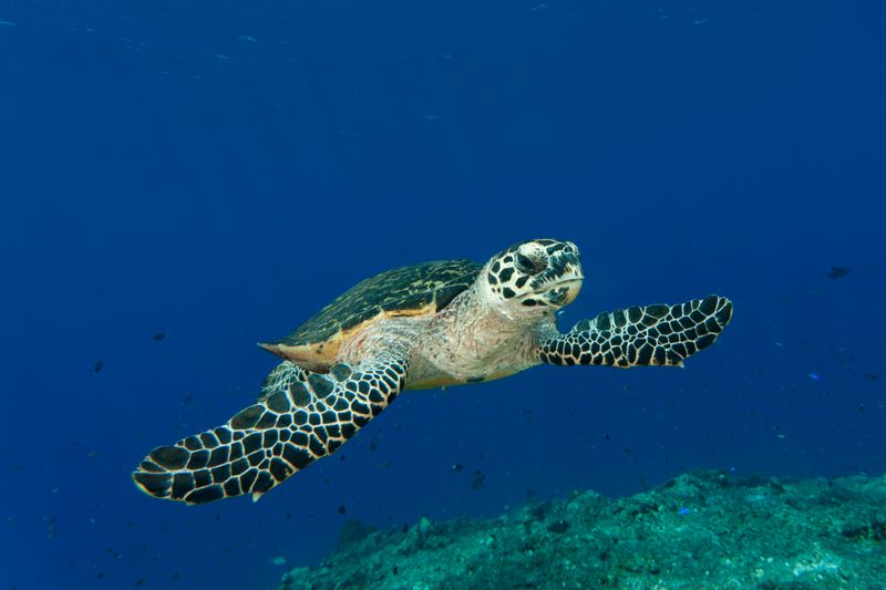 Hawksbill Sea Turtle's Final Voyage