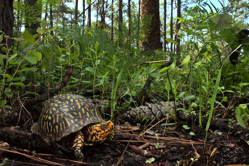 Tennessee – Eastern Box Turtle