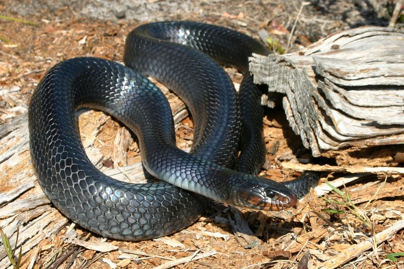 Eastern Indigo Snake