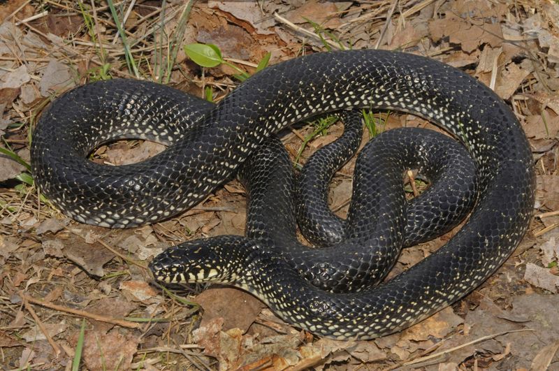 Black Kingsnake