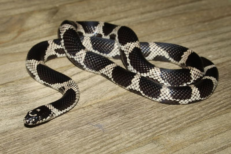 Eastern King Snake