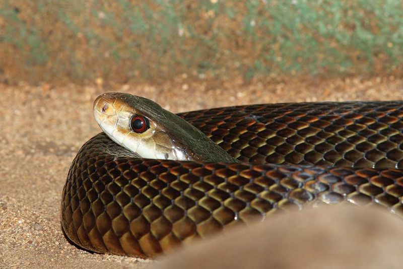 Black Taipan