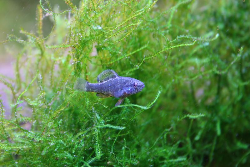 Spring Pygmy Sunfish