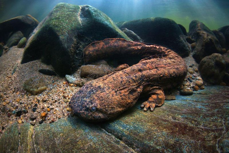 Hellbender Salamanders Hiding Under River Rocks