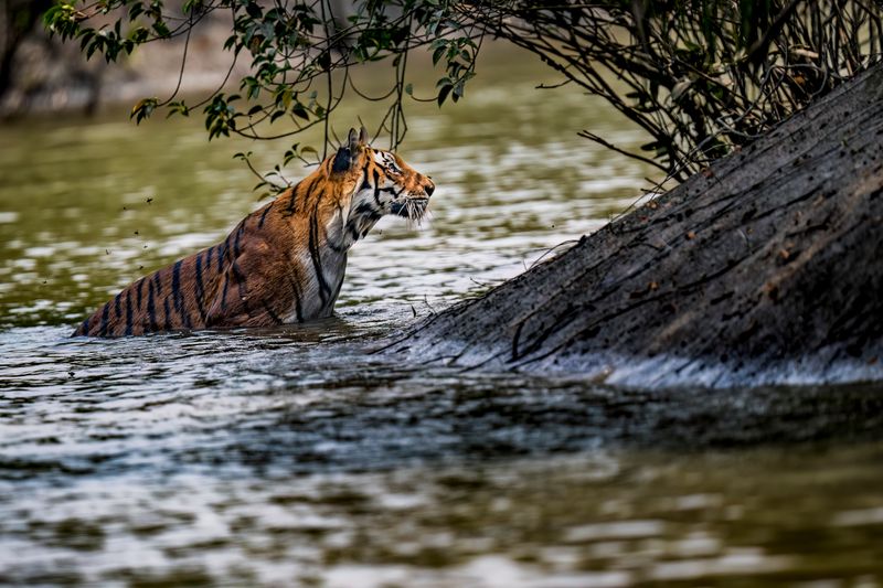 River Royalty: Tigers