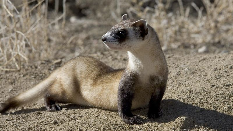 Black-Footed Ferret: Prairie Comeback Kid