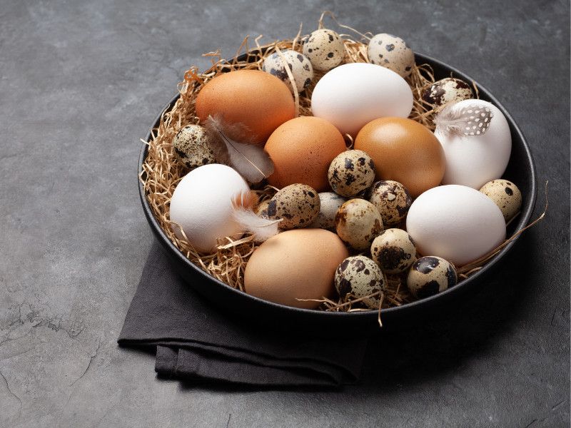 Egg Production Champions