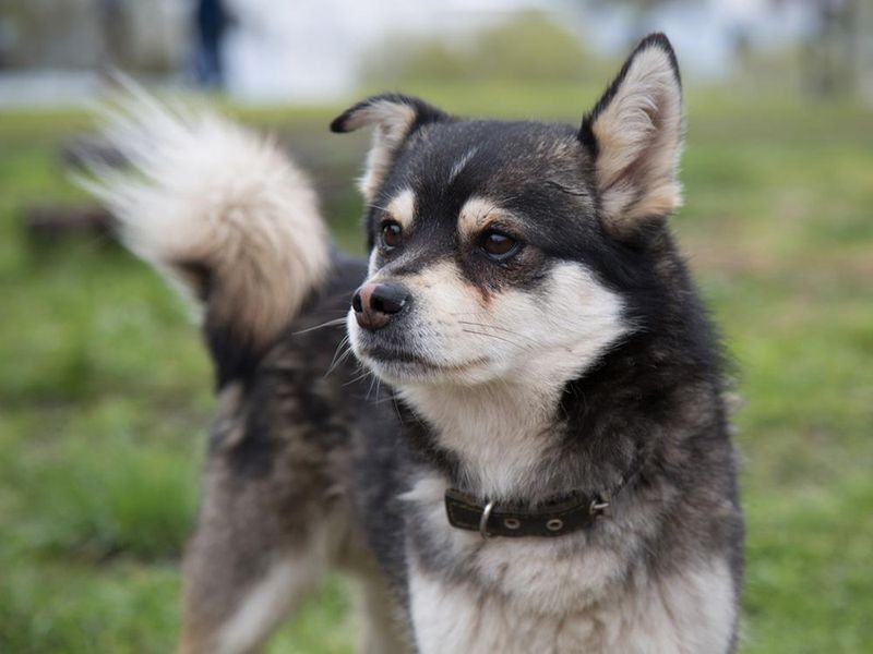 Husky Mixes: Born For Dog Communities