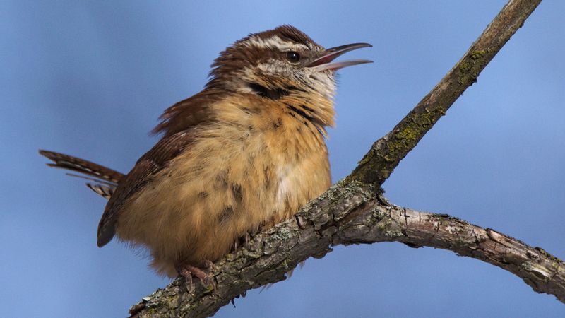 Wren's Exuberant Energy