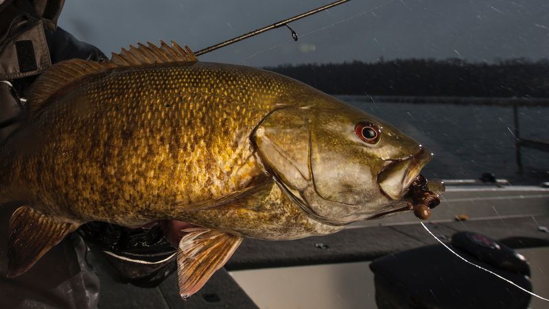 It Creates An Unfair Fishing Advantage