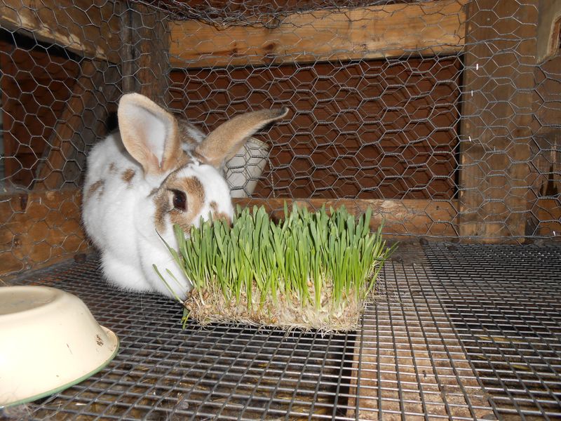 Hydroponic Feed Production