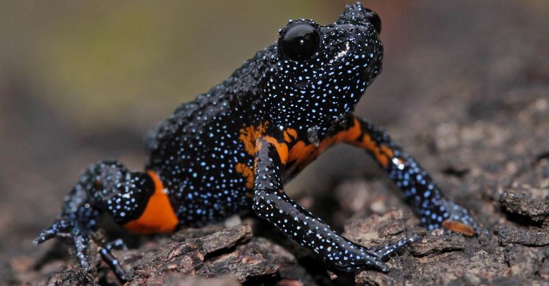 Not Actually A Tree Frog