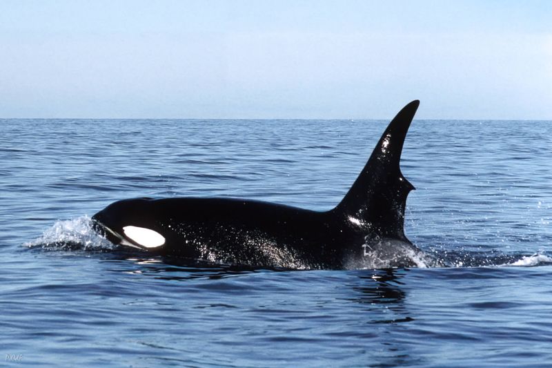 Biological Heating System For Arctic Waters