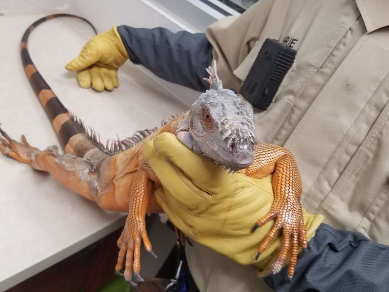 Pet Surrenders To Animal Control