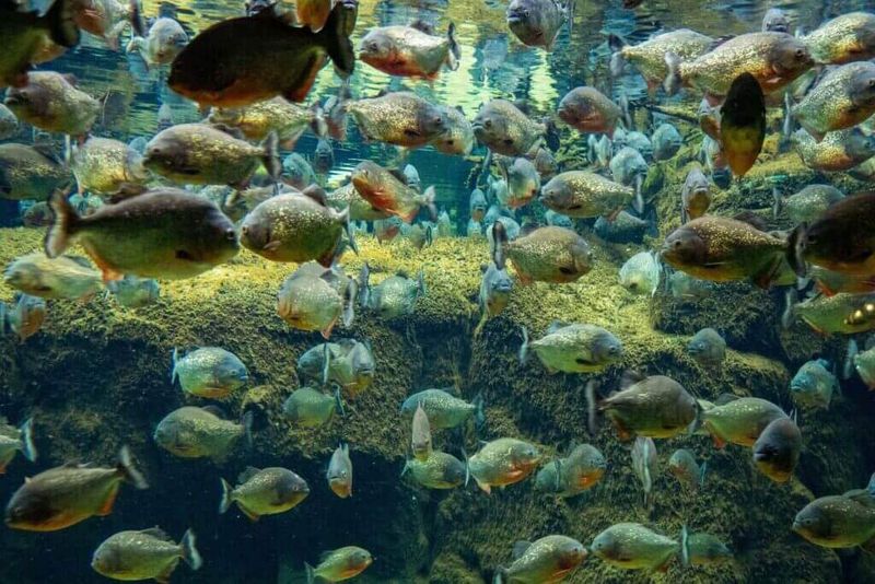 Seasonal Feeding Changes