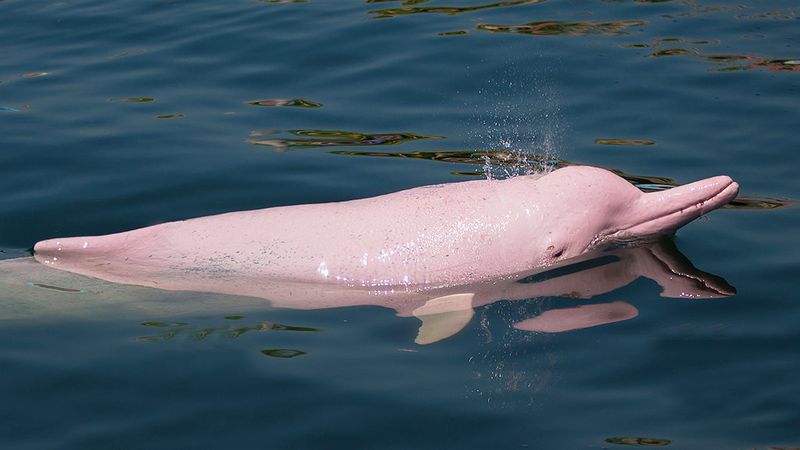 Pink River Dolphin – Mysterious River Navigator