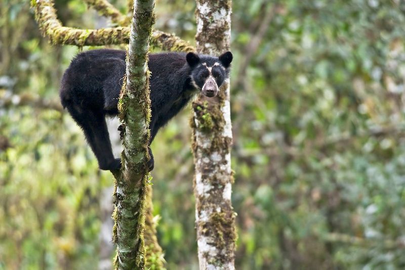 They Can Climb Trees