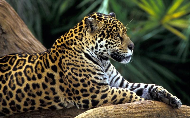 Muscle Machine: The Jaguar