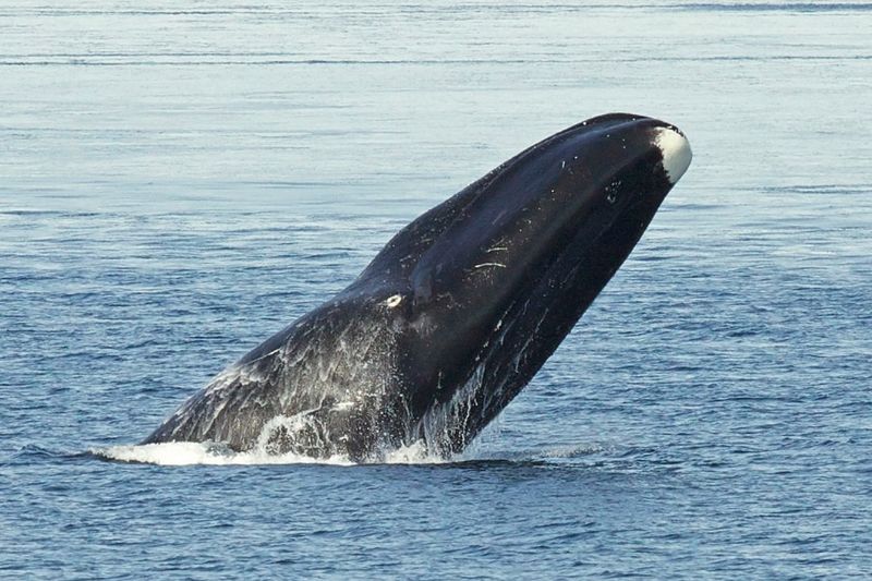 Bowhead Whales – Arctic Giants Under Pressure
