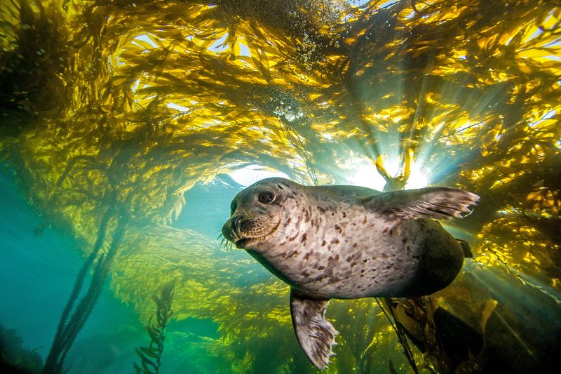 Harbor Seals: Masters Of Human-Like Learning
