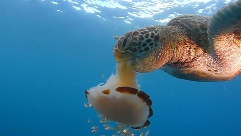 Leatherback Sea Turtles: Jellyfish Controllers