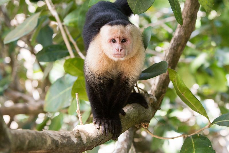 Capuchin Monkeys Raising Marmoset Babies