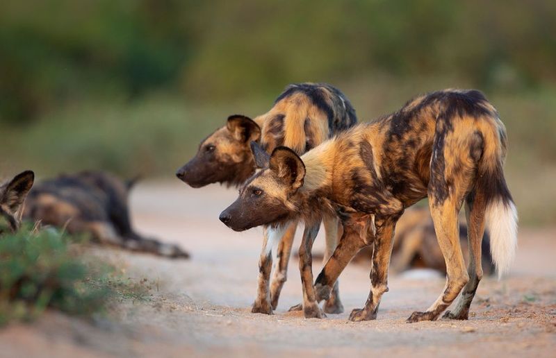 African Painted Wolves' Feeding Frenzy