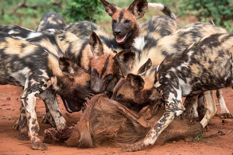 African Painted Wolves' Feeding Frenzy
