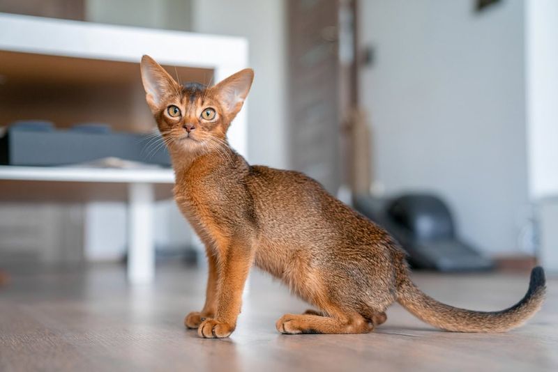 Abyssinian – Simba