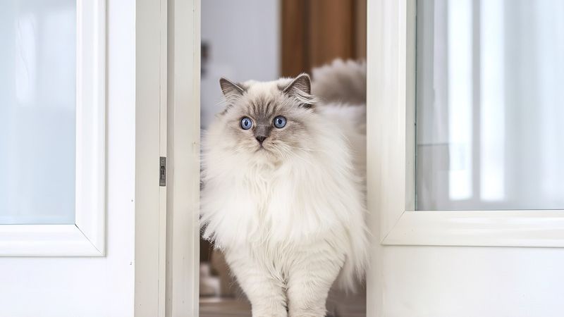 Ragdoll