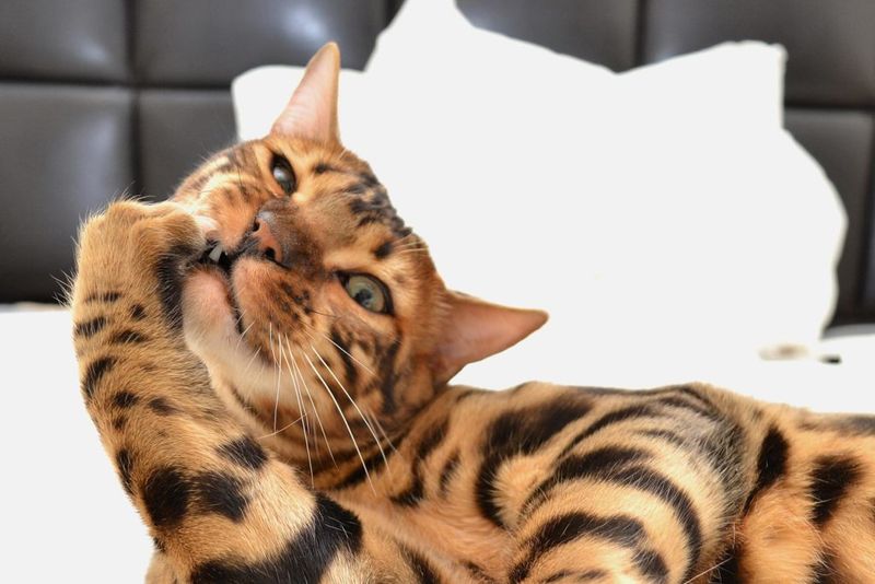 Bengal Cats: Wild Ancestry, Wilder Behavior