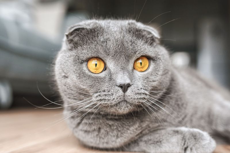 Scottish Fold: Owl-Faced Sweetheart